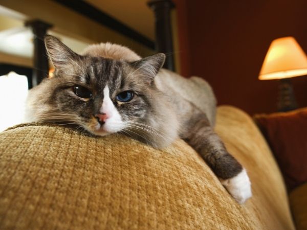 modeos de tecido para quem tem gato em casa